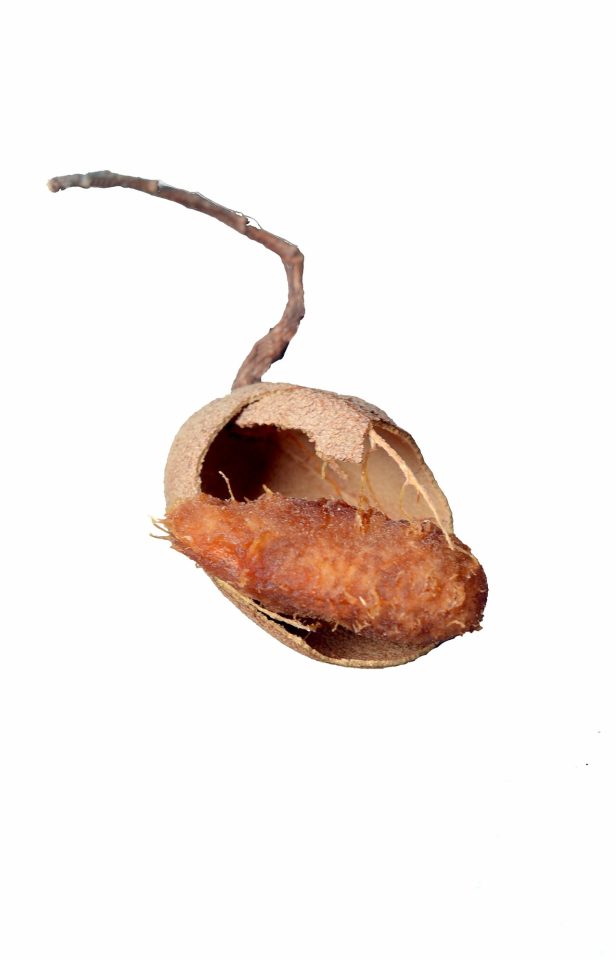 Tamarindus indica
