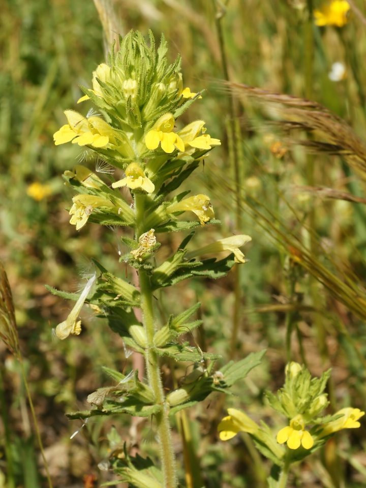 Parentucellia viscosa