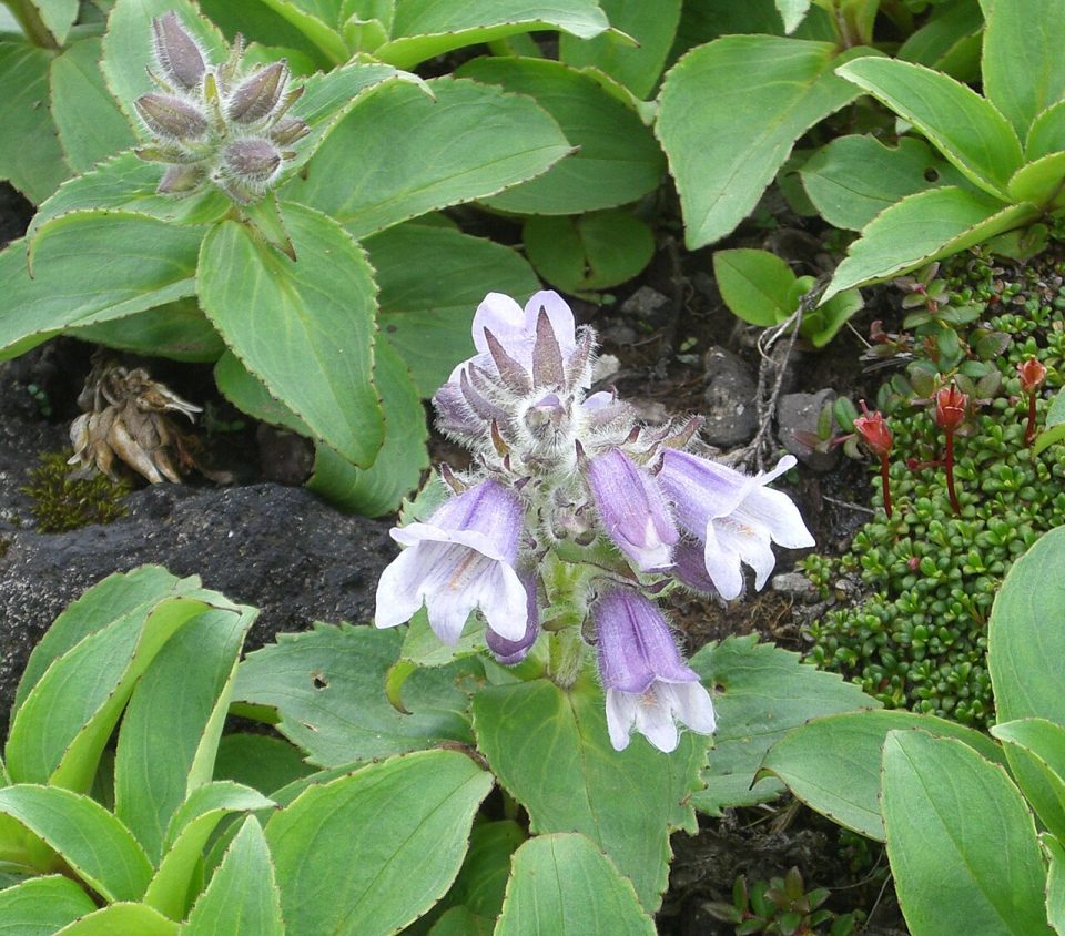 Pennellianthus frutescens