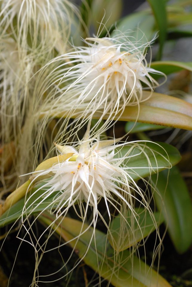 Bulbophyllum medusae