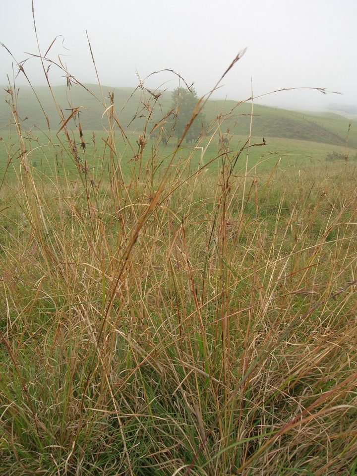 Cymbopogon refractus