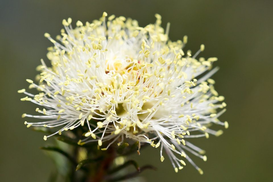 Melaleuca systena