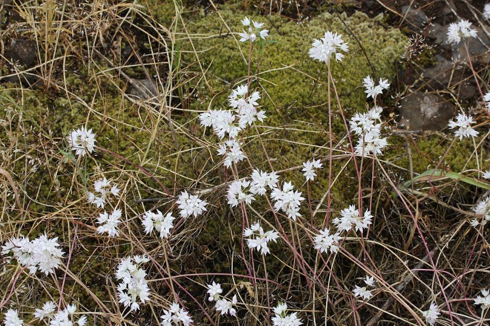 Allium amplectens