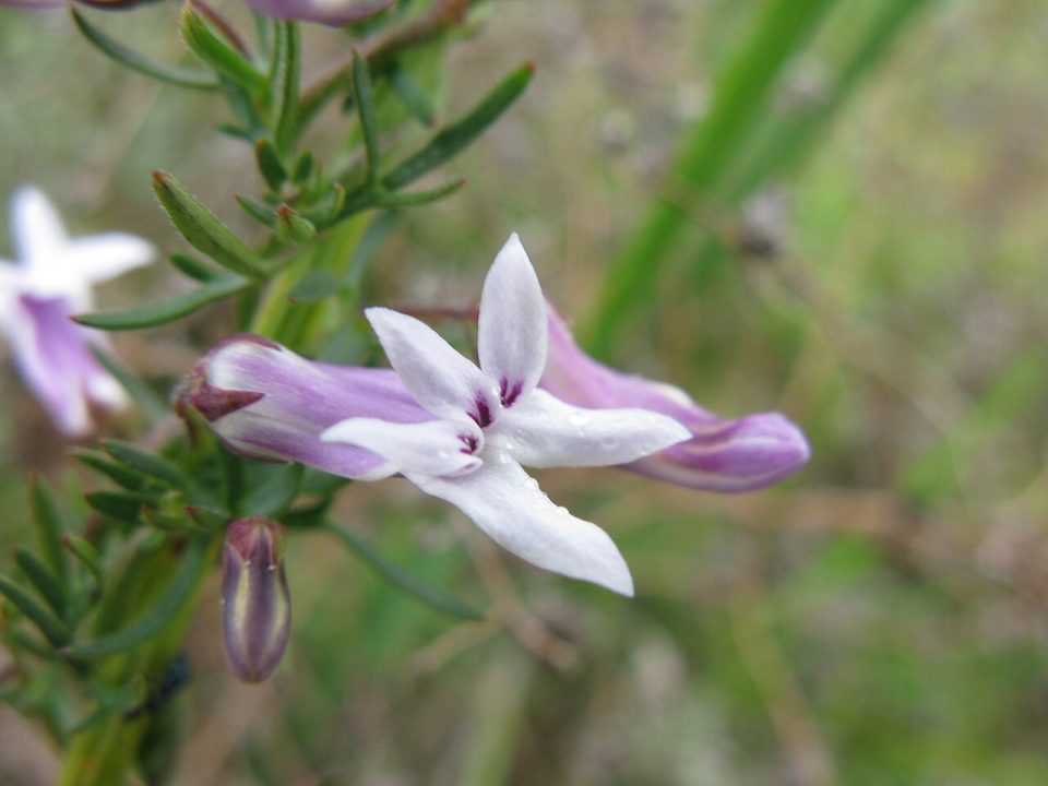 Cyphia digitata