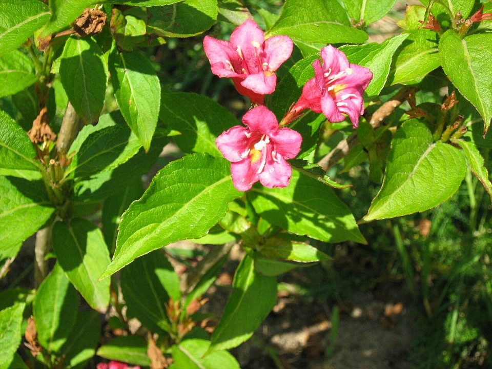 Weigela fujisanensis