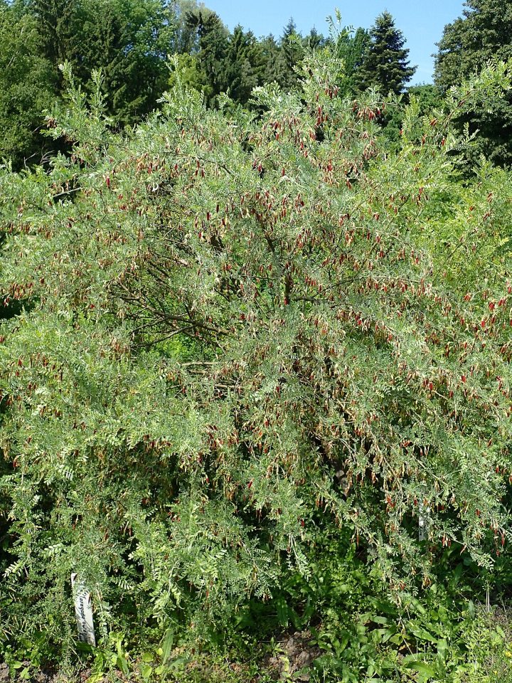 Caragana aurantiaca