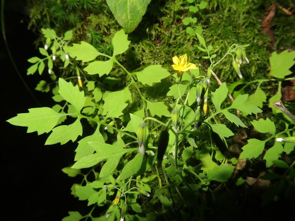 Crepidiastrum chelidoniifolium