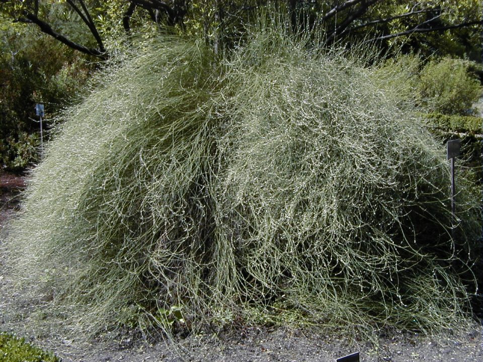Polygonum scoparium