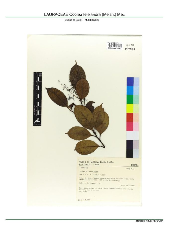 Ocotea teleiandra