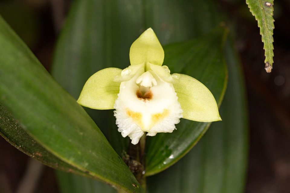 Sobralia bimaculata