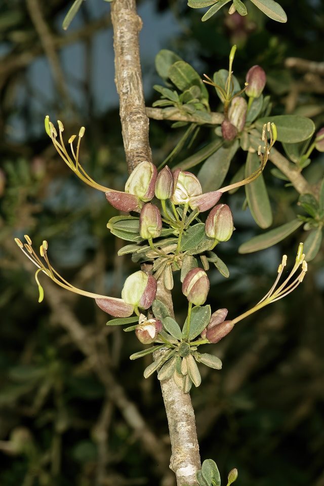 Cadaba natalensis